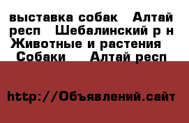 выставка собак - Алтай респ., Шебалинский р-н Животные и растения » Собаки   . Алтай респ.